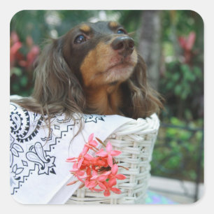 Adesivo Quadrado Fim-acima de um cão do Dachshund que senta-se em