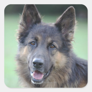 Adesivo Quadrado fim-acima de uma cara do cão