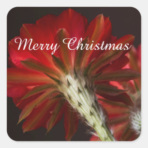 Adesivo Quadrado Firelight Cactus por toda parte, Feliz Natal