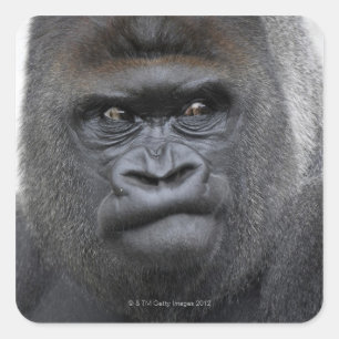 Adesivo Quadrado Flachlandgorilla, gorila do gorila,