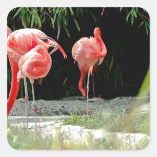 Adesivo Quadrado flamingo