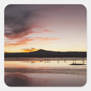 Adesivo Quadrado Flamingo chileno