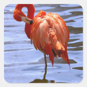Adesivo Quadrado Flamingo em uma perna na água