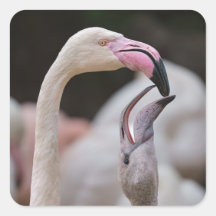 Flamingo Mãe E Bebê