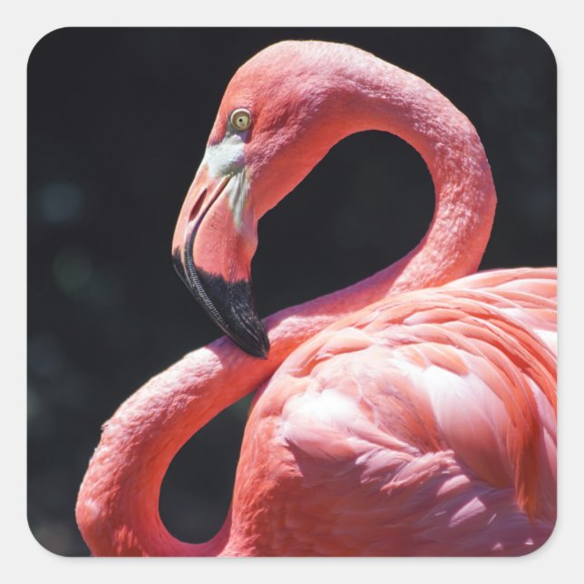 Adesivo Quadrado Flamingo Sticker (Frente)