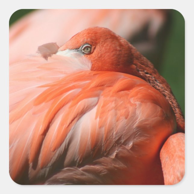 Adesivo Quadrado Flamingo Sticker (Frente)