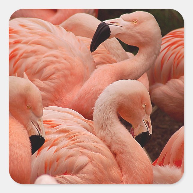 Adesivo Quadrado flamingos cor-de-rosa (Frente)