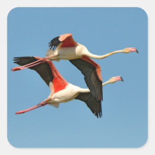 Adesivo Quadrado Flamingos em voo