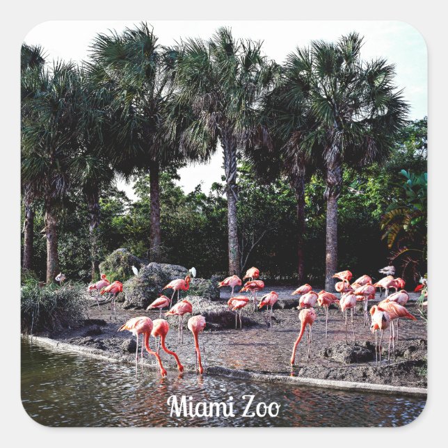 Adesivo Quadrado Flamingos, Miami, Florida (Frente)