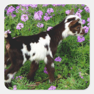 Adesivo Quadrado Flashy Nigerian Dwarf Goat Kid em flores roxas