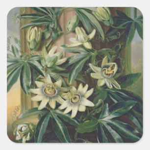 Adesivo Quadrado Flor azul da paixão para o "templo da flora" por