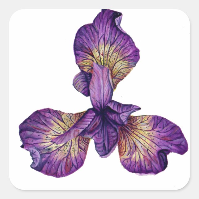 Adesivo Quadrado Flor Blue Iris Siberica (Frente)