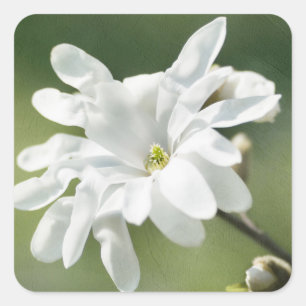 Adesivo Quadrado Flor Branca