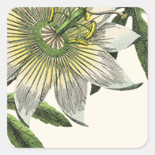 Adesivo Quadrado Flor branca da paixão botânica