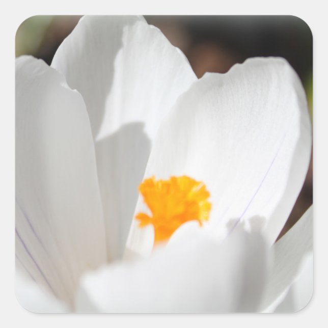 Adesivo Quadrado flor branca de croco (Frente)