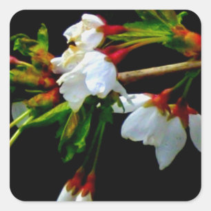 Adesivo Quadrado Flor branco branco esbranquiçado florescente