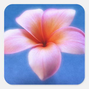 Adesivo Quadrado Flor cor-de-rosa & azul de Havaí do Frangipani do