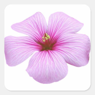 Adesivo Quadrado Flor cor-de-rosa brilhante