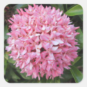 Adesivo Quadrado Flor cor-de-rosa de Ixora
