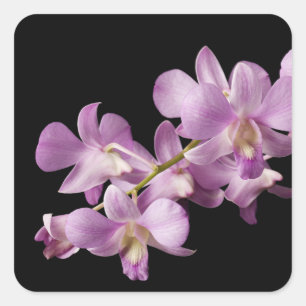 Adesivo Quadrado Flor cor-de-rosa no preto - orquídeas da orquíde