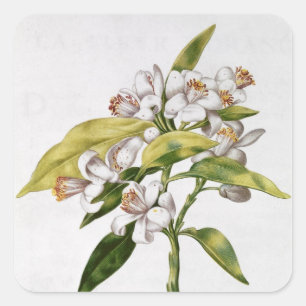 Adesivo Quadrado Flor da árvore alaranjada, 'de La Guirlande de