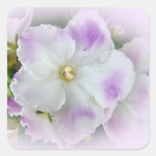 Adesivo Quadrado Flor da violeta africana