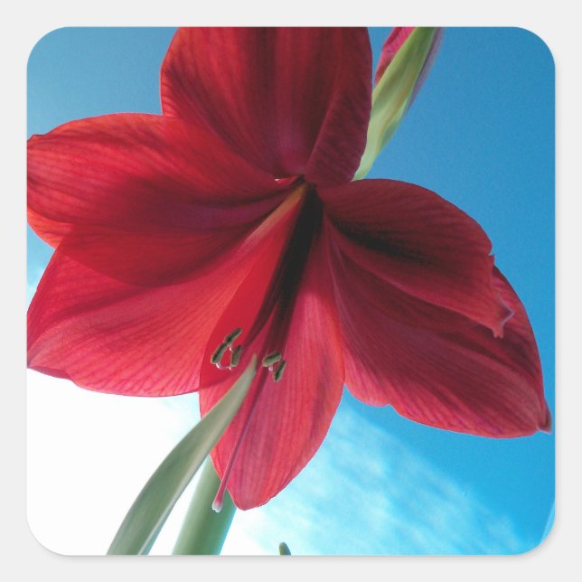 Adesivo Quadrado Flor de Amaryllis vermelho vívido (Frente)