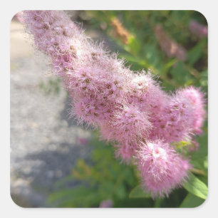 Adesivo Quadrado Flor de Astilbe Rosa para Jardine