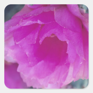 Adesivo Quadrado Flor de Cactoouriço Rosa (Echinocereus