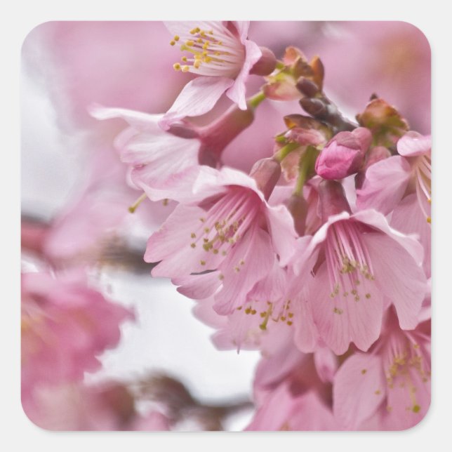 Adesivo Quadrado Flor de Cerejeira Sakura Rosa Pálido (Frente)