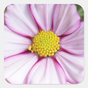 Adesivo Quadrado Flor de Cosmos (bidens formosa)