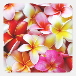 Adesivo Quadrado Flor de Havaí do Frangipani do Plumeria