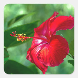 Adesivo Quadrado Flor de Hibisco