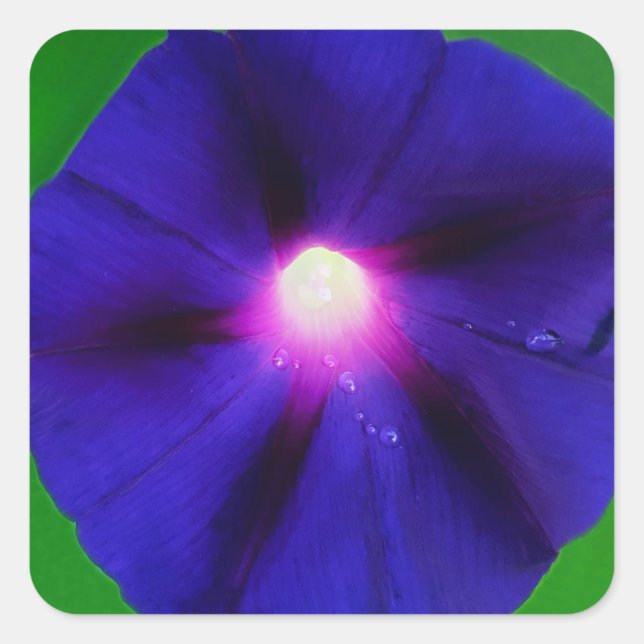 Adesivo Quadrado Flor de Ipoméia Roxa  (Frente)