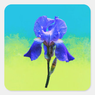 Adesivo Quadrado flor de íris