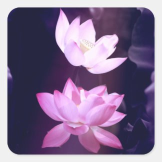 Adesivo Quadrado Flor de Lotus Blooming