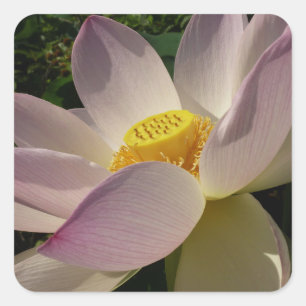 Adesivo Quadrado Flor de Lotus Cor Rosa III Verão Floral