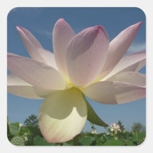 Adesivo Quadrado Flor de Lotus e Céu Azul II