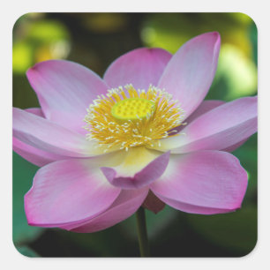 Adesivo Quadrado Flor de lótus em flor, Indonésia