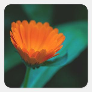 Adesivo Quadrado Flor de margarida laranja
