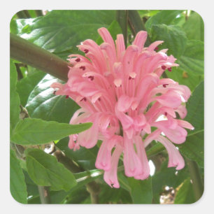 Adesivo Quadrado Flor de pluma brasileira