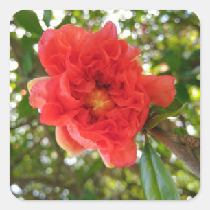 Adesivo Quadrado Flor de Romã
