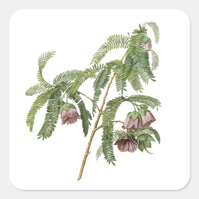 Adesivo Quadrado Flor de Tamarind por Redouté (Frente)