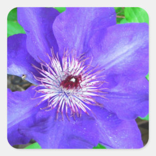 Adesivo Quadrado Flor do Clematis roxo