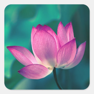 Adesivo Quadrado Flor do lírio de água de Lotus
