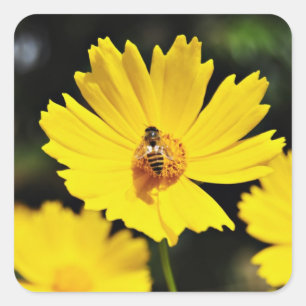 Adesivo Quadrado Flor e Abelha de Cosmos Amarelos