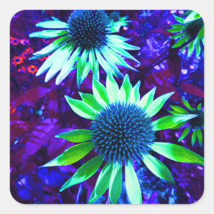 Adesivo Quadrado Flor Echinacea Oriental