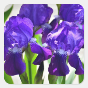 Adesivo Quadrado Flor Iris Roxo