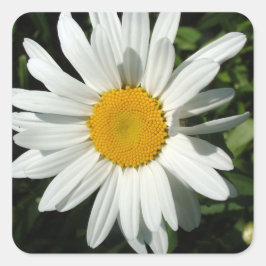 Adesivo Quadrado flor margarida branca