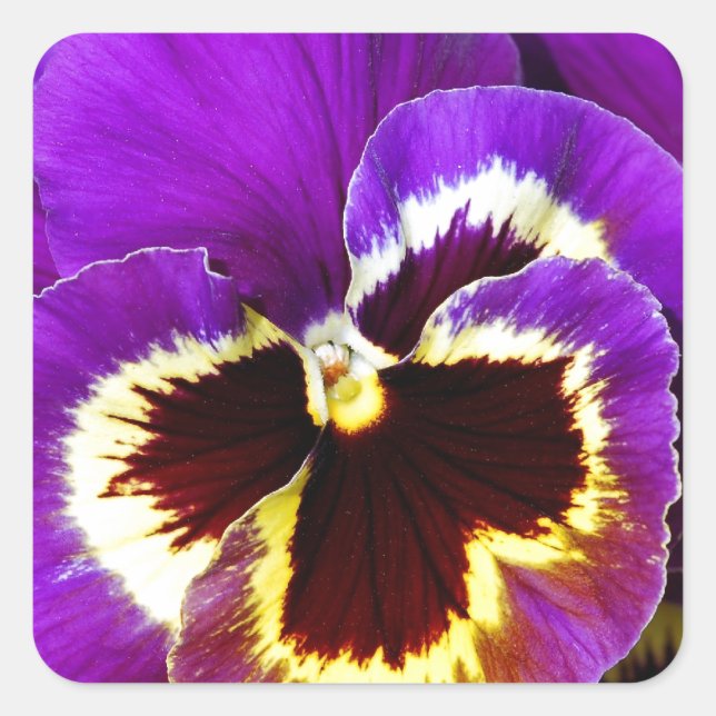 Adesivo Quadrado Flor pansível púrpura e amarela (Frente)